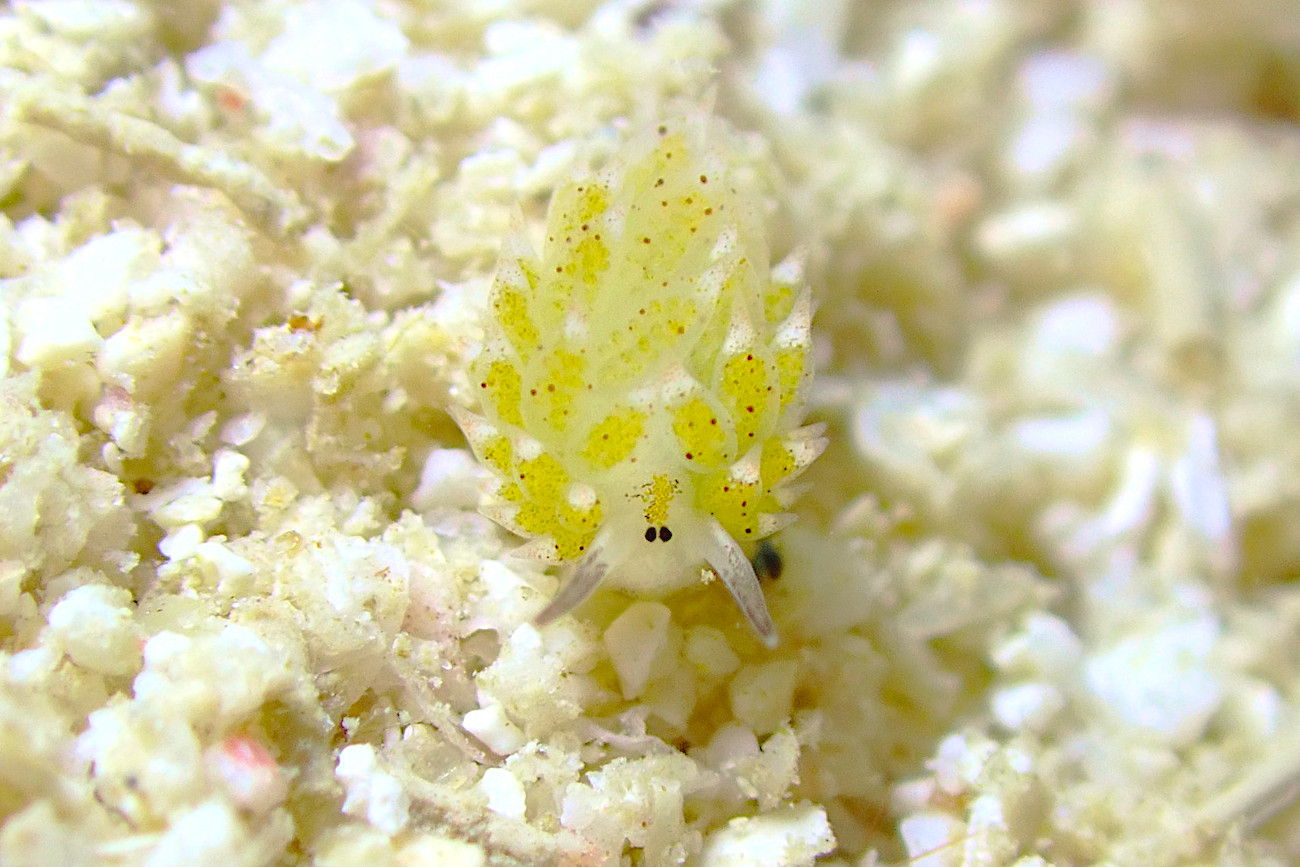 クサイロモウミウシ