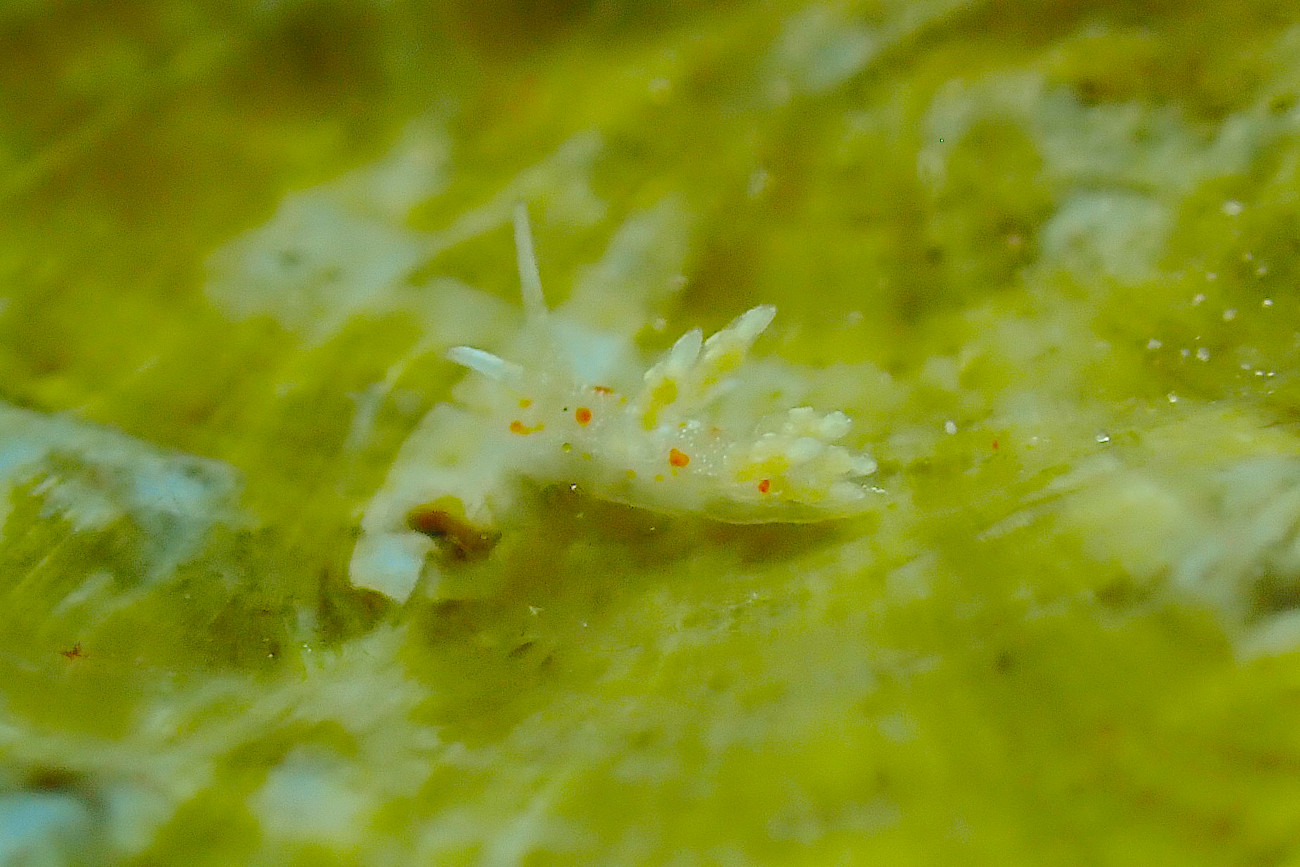 ヒョウタンミノウミウシ