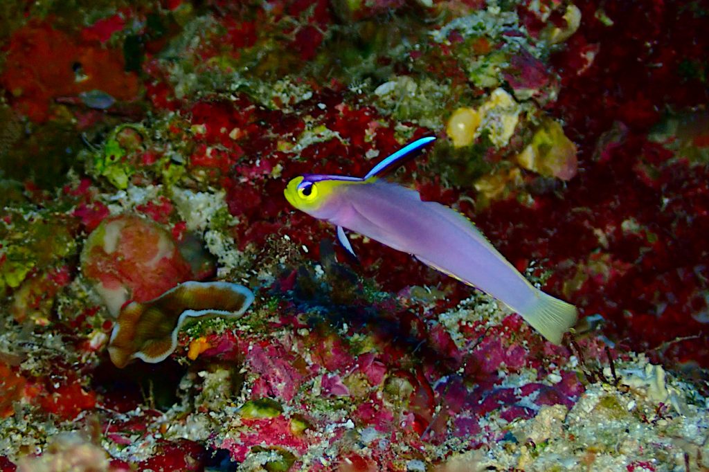 シコンハタタテハゼ