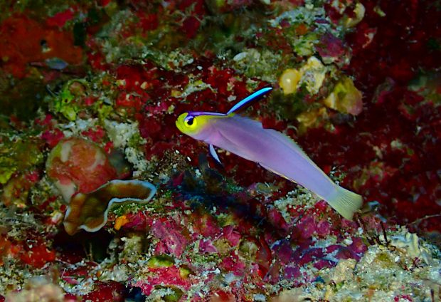 シコンハタタテハゼ