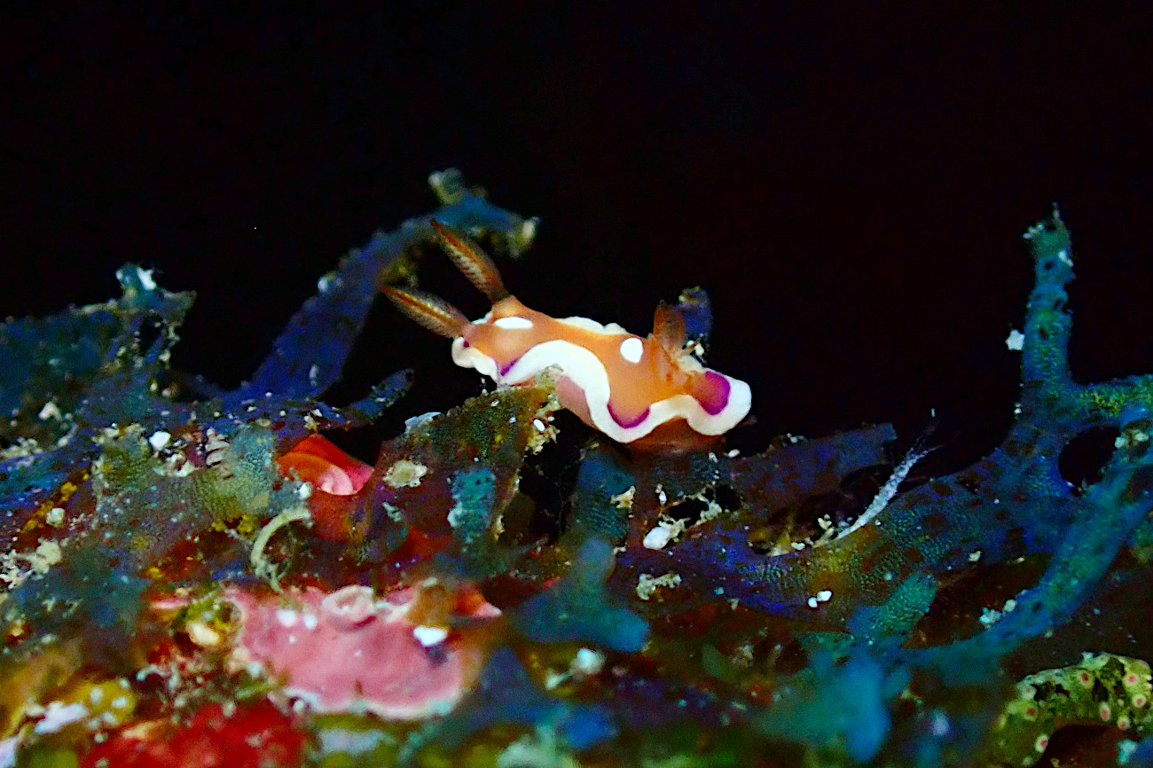 キベリアカイロウミウシ