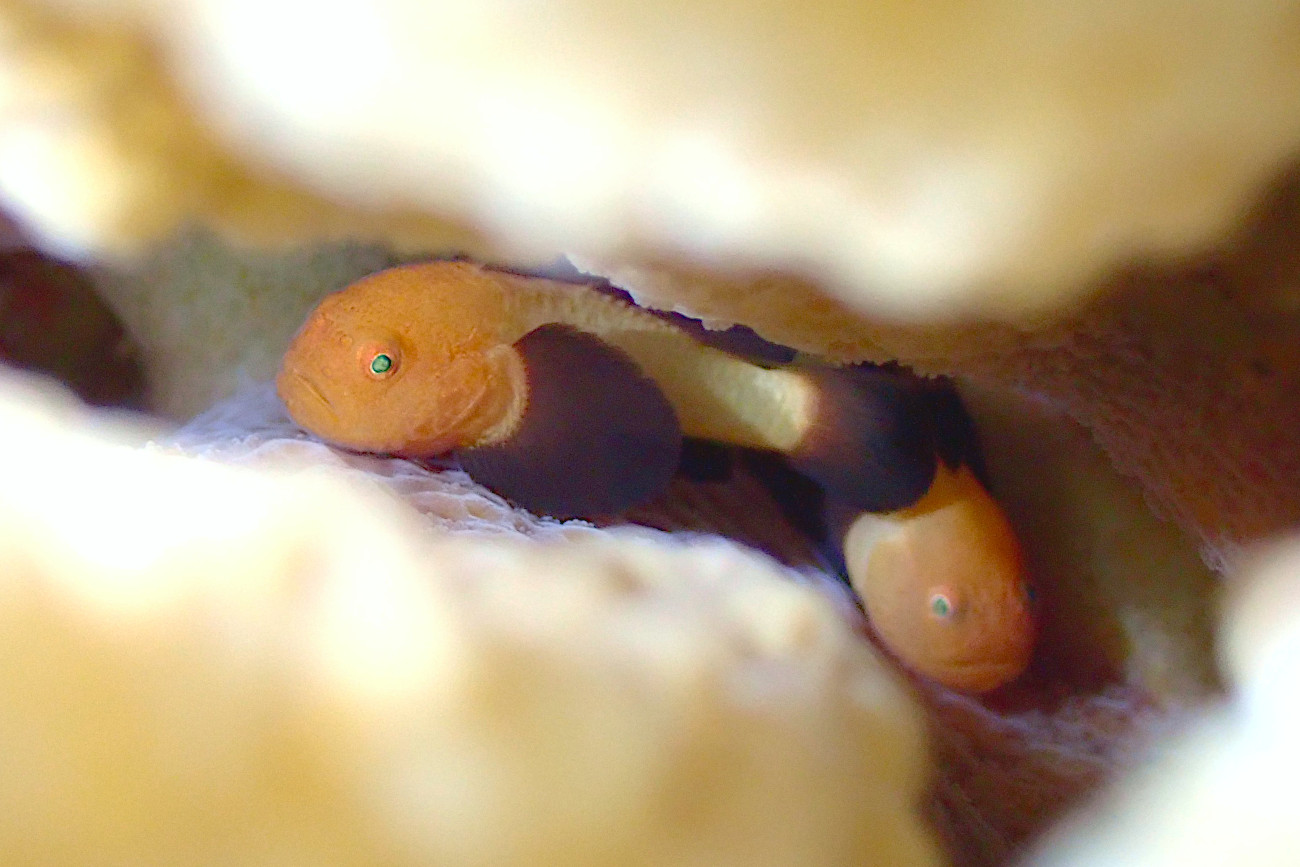 パンダダルマハゼ