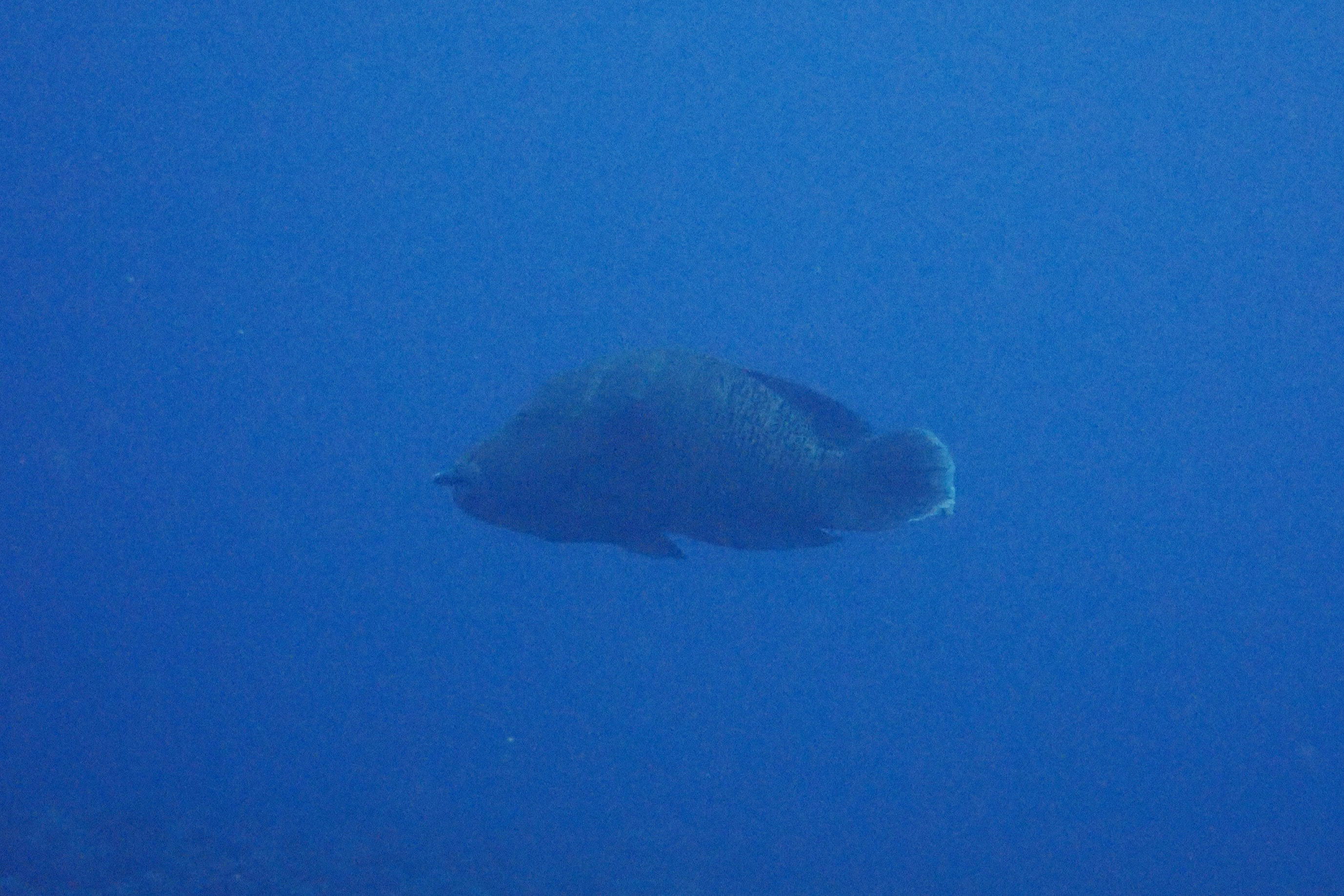 ナポレオンフィッシュ