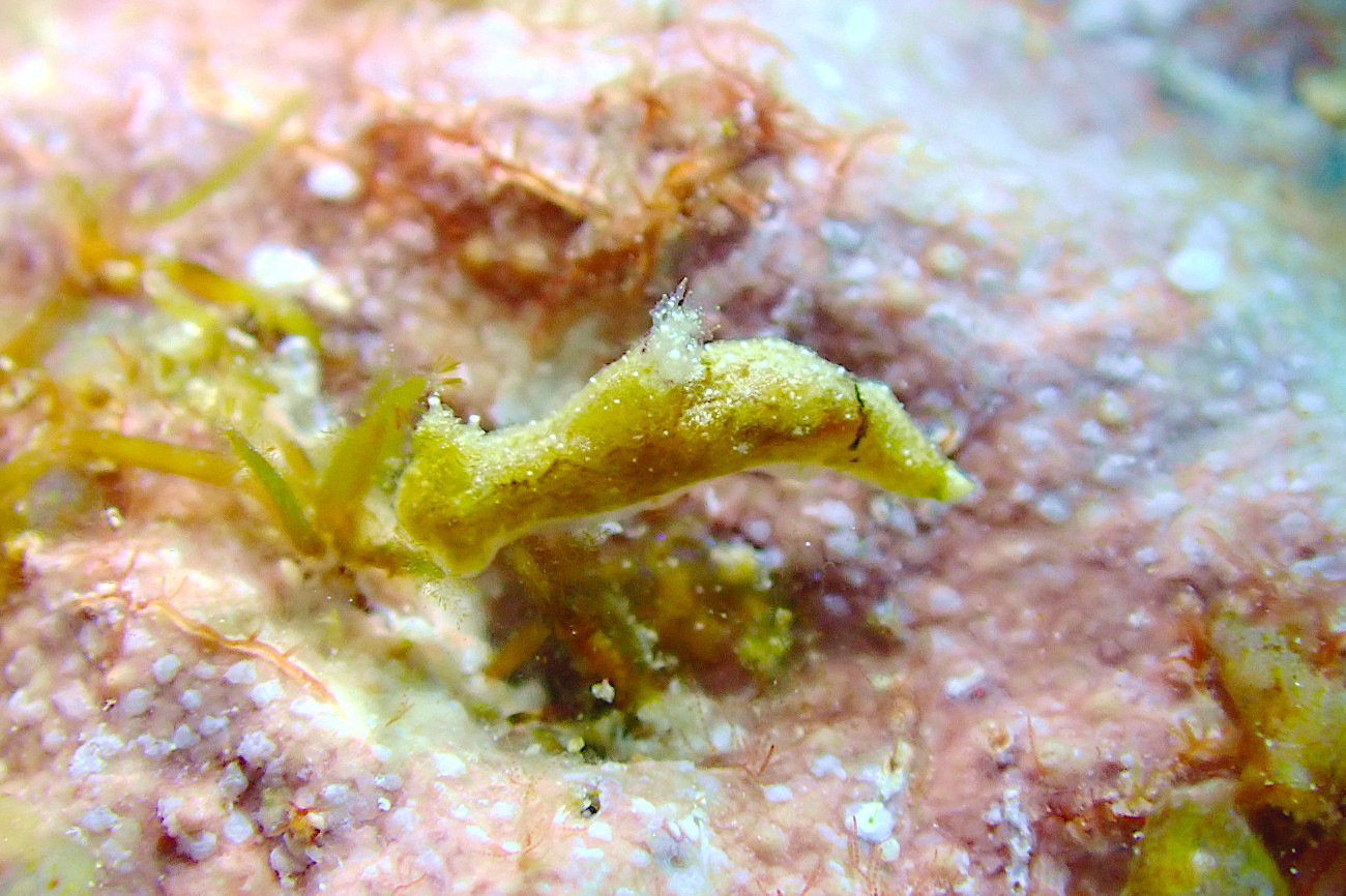 チャイロオウカンウミウシ