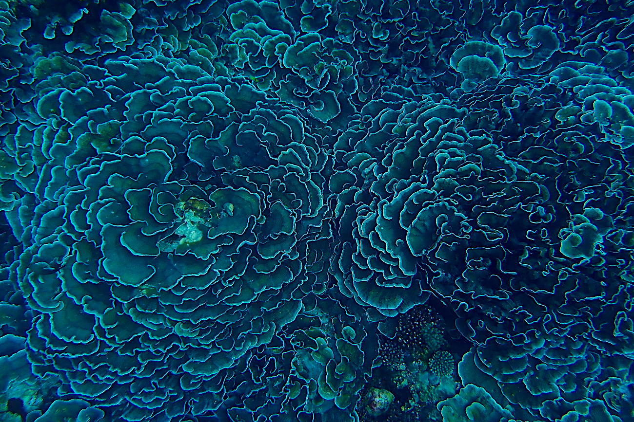 リュウキュウキッカサンゴ