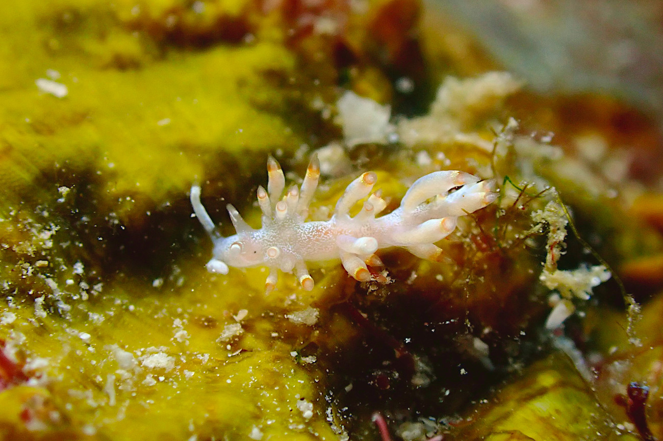 ザマミミノウミウシ