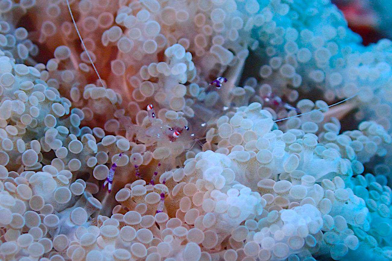 ナデシコカクレエビ