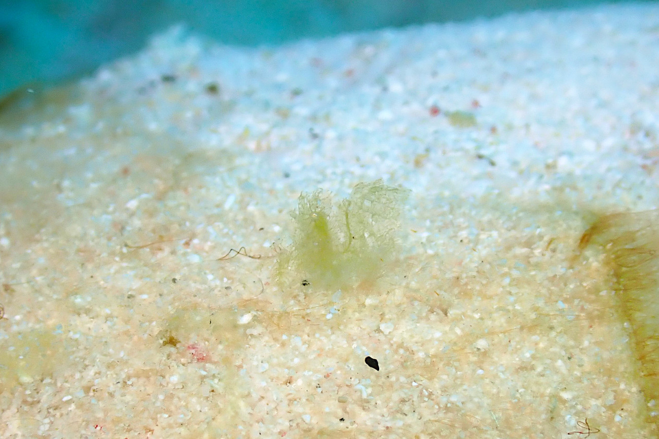 フィコカリス・シムランス