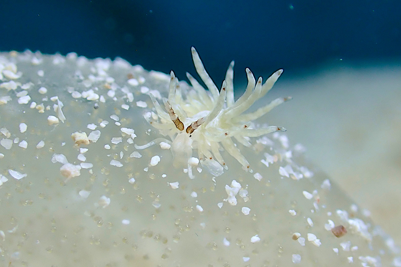 トモエミノウミウシ属の一種7