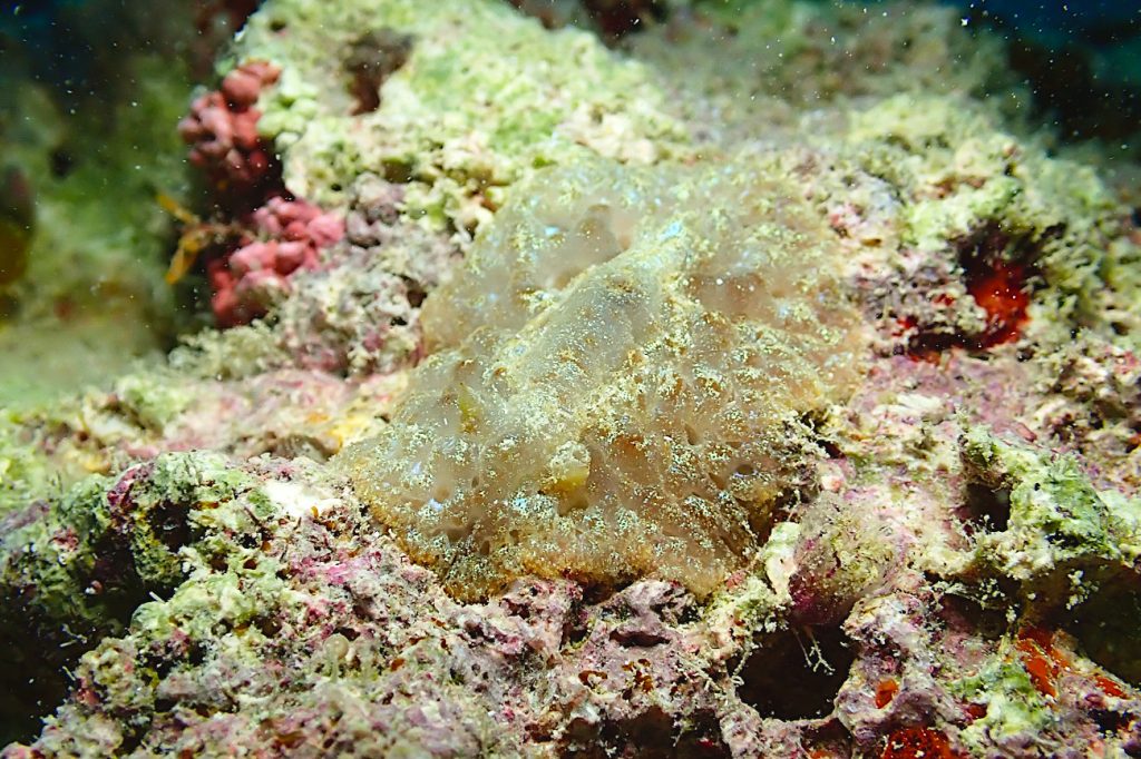 スポンジウミウシ