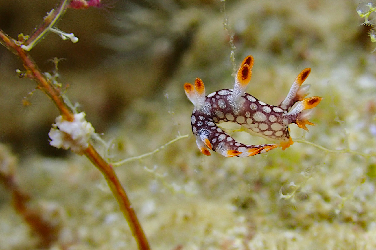 ヒオドシユビウミウシ