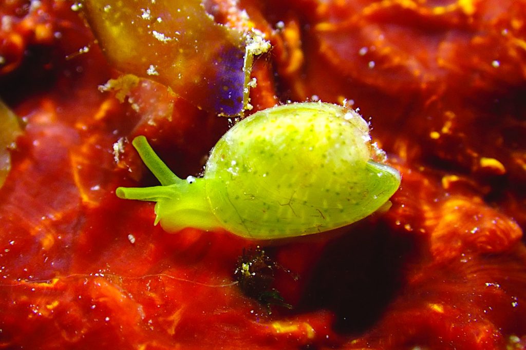 ミシマユリヤガイ