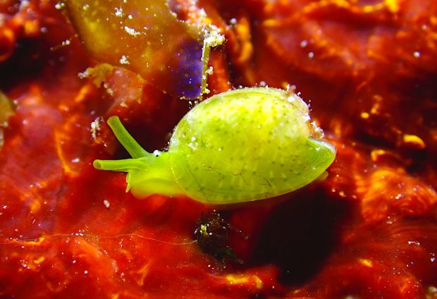 ミシマユリヤガイ