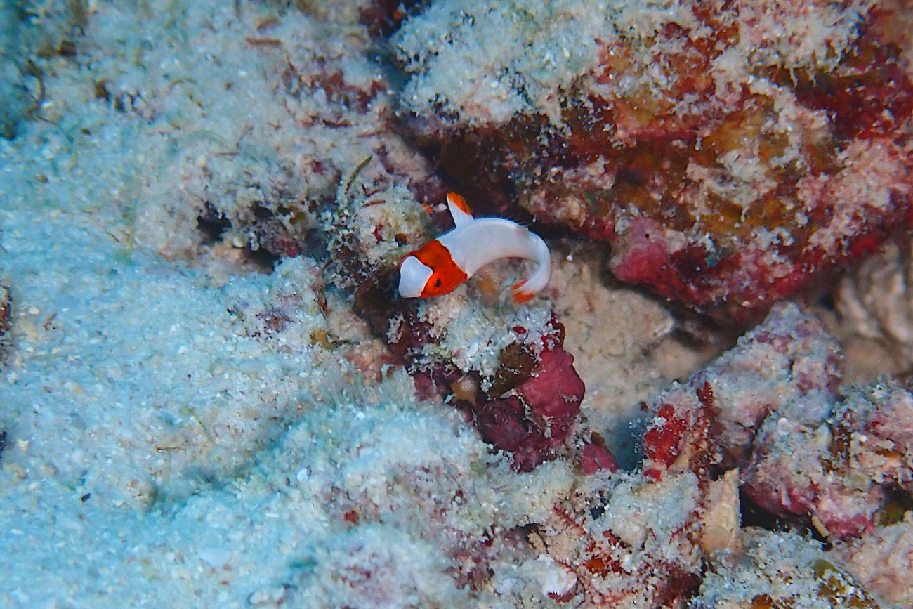 イロブダイ幼魚
