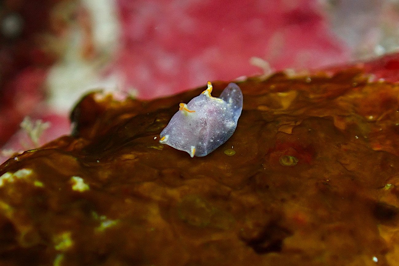 コンニャクウミコチョウ