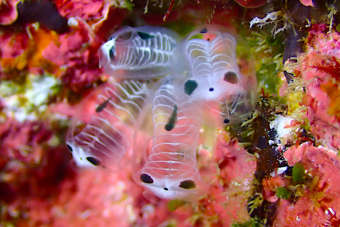 ガイコツパンダホヤ