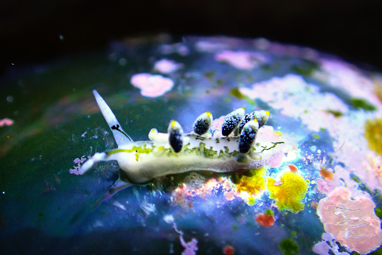 フタスジアオモウミウシ