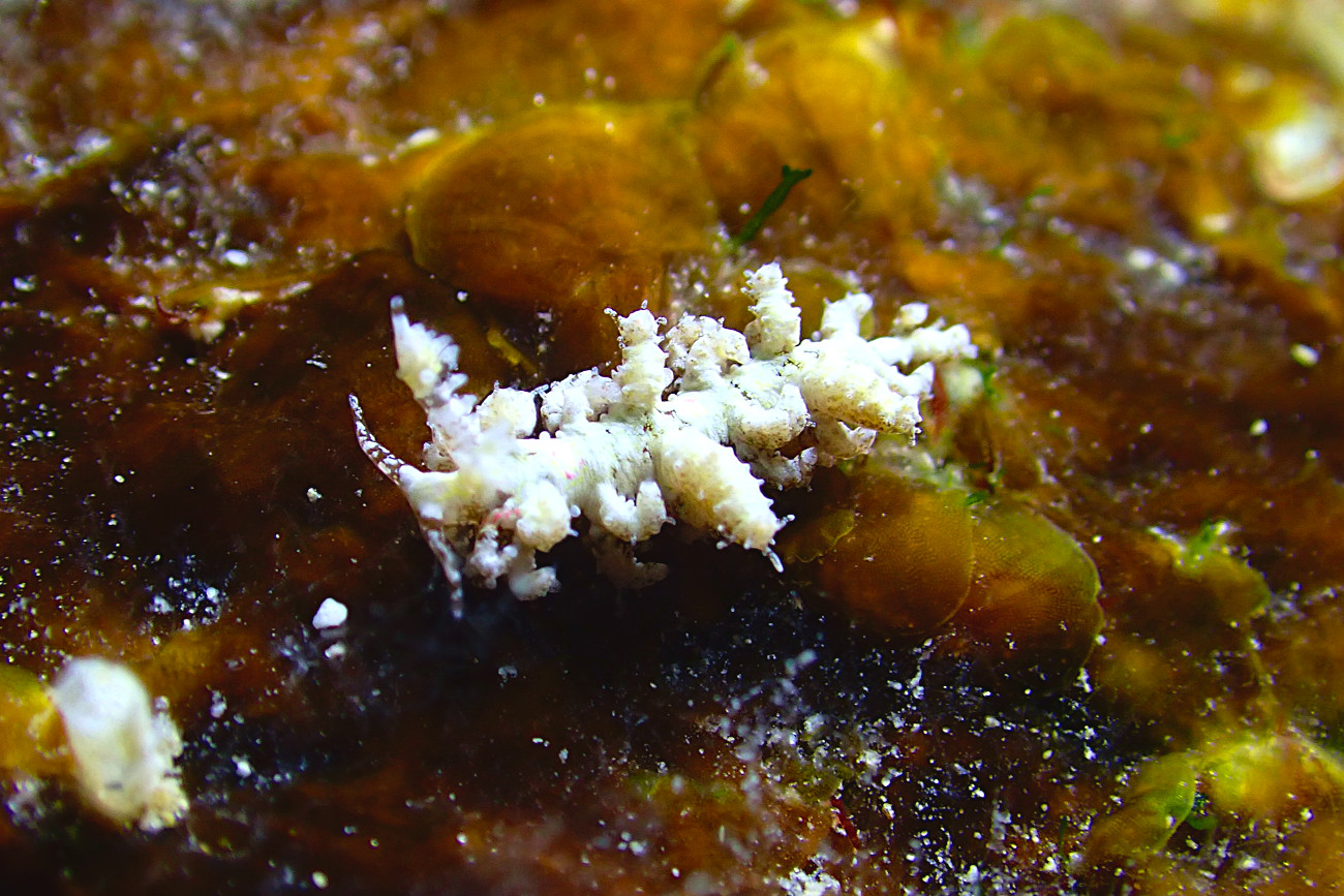 トゲミノウミウシ