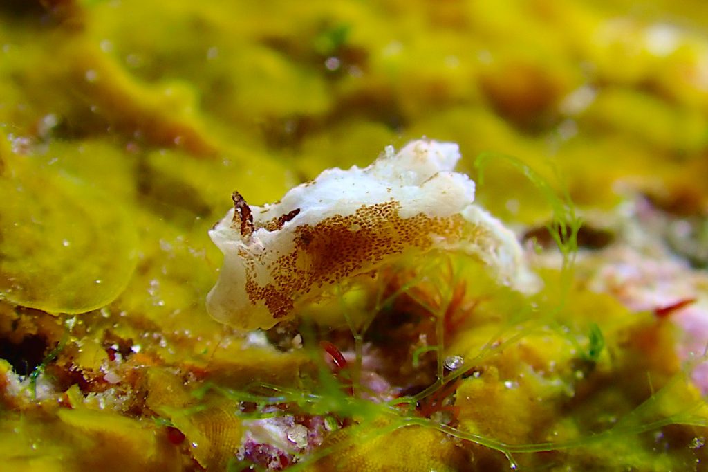 マーフィドーリス属の一種3