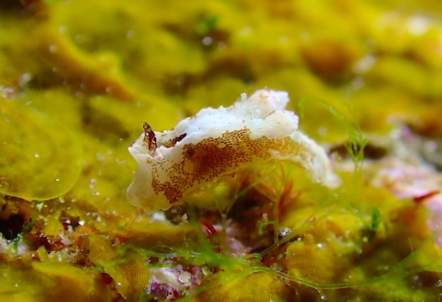 マーフィドーリス属の一種3