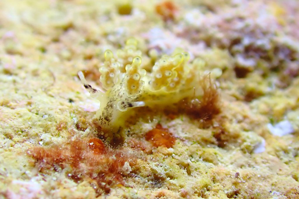 オキナワシロマツカサウミウシ