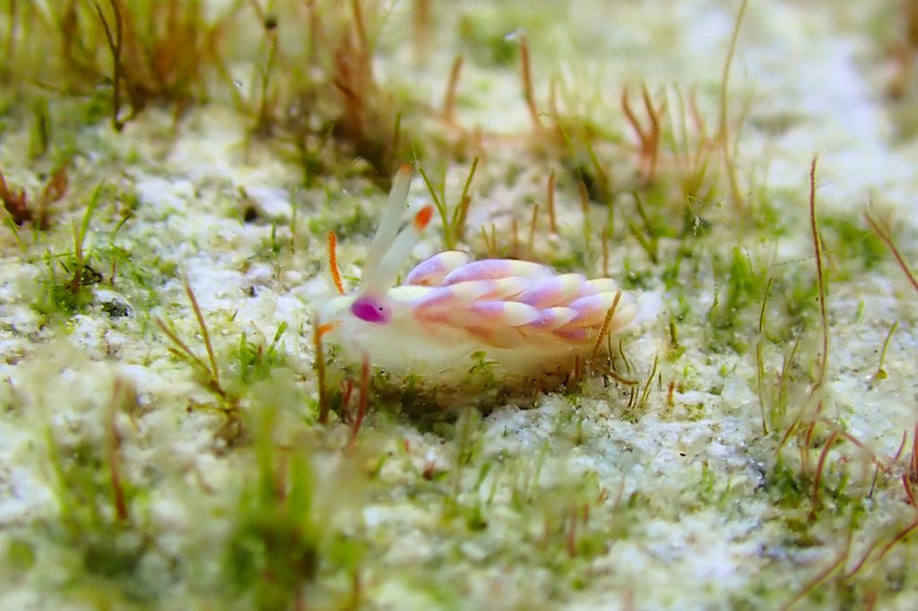 アカヒゲミノウミウシ