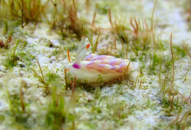 アカヒゲミノウミウシ