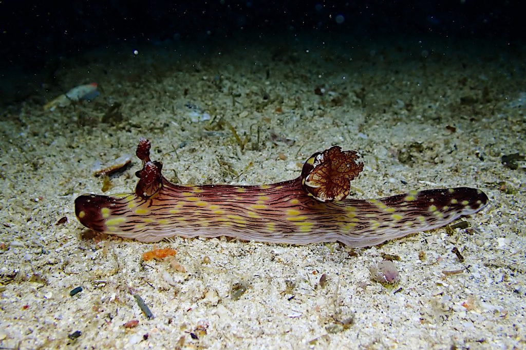 ブッシュドノエルウミウシ