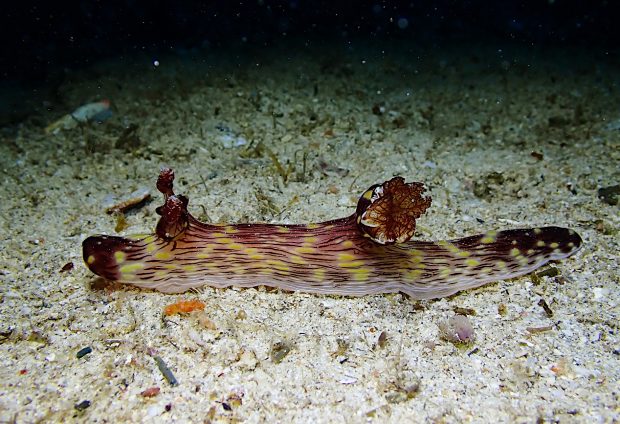 ブッシュドノエルウミウシ