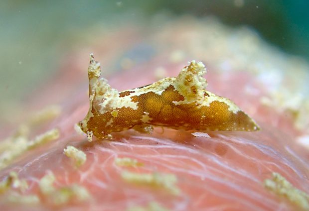 モウサンウミウシ