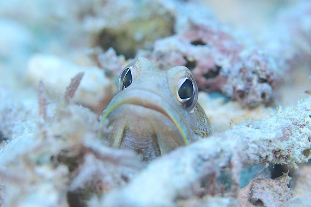 ジョーフィッシュ