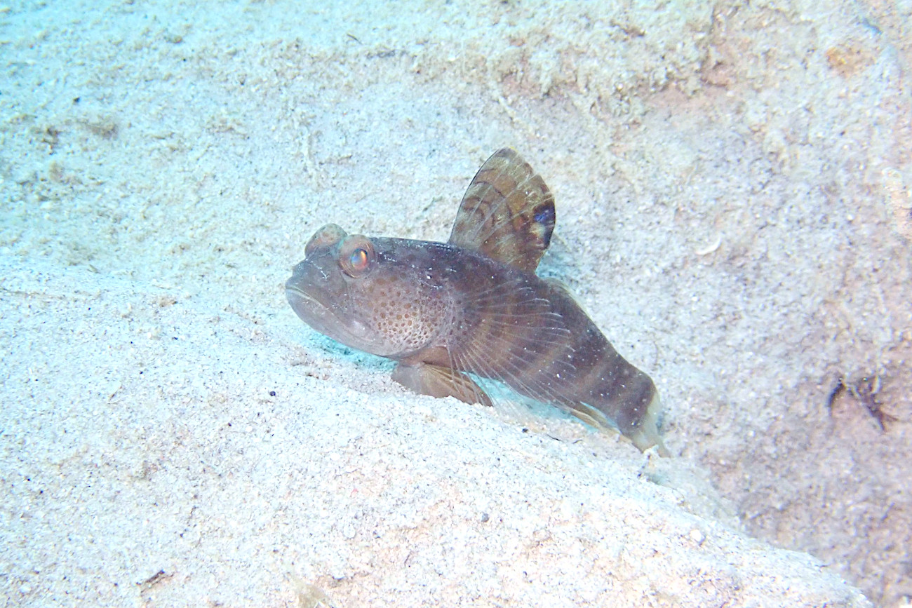 カスリハゼ属の1種