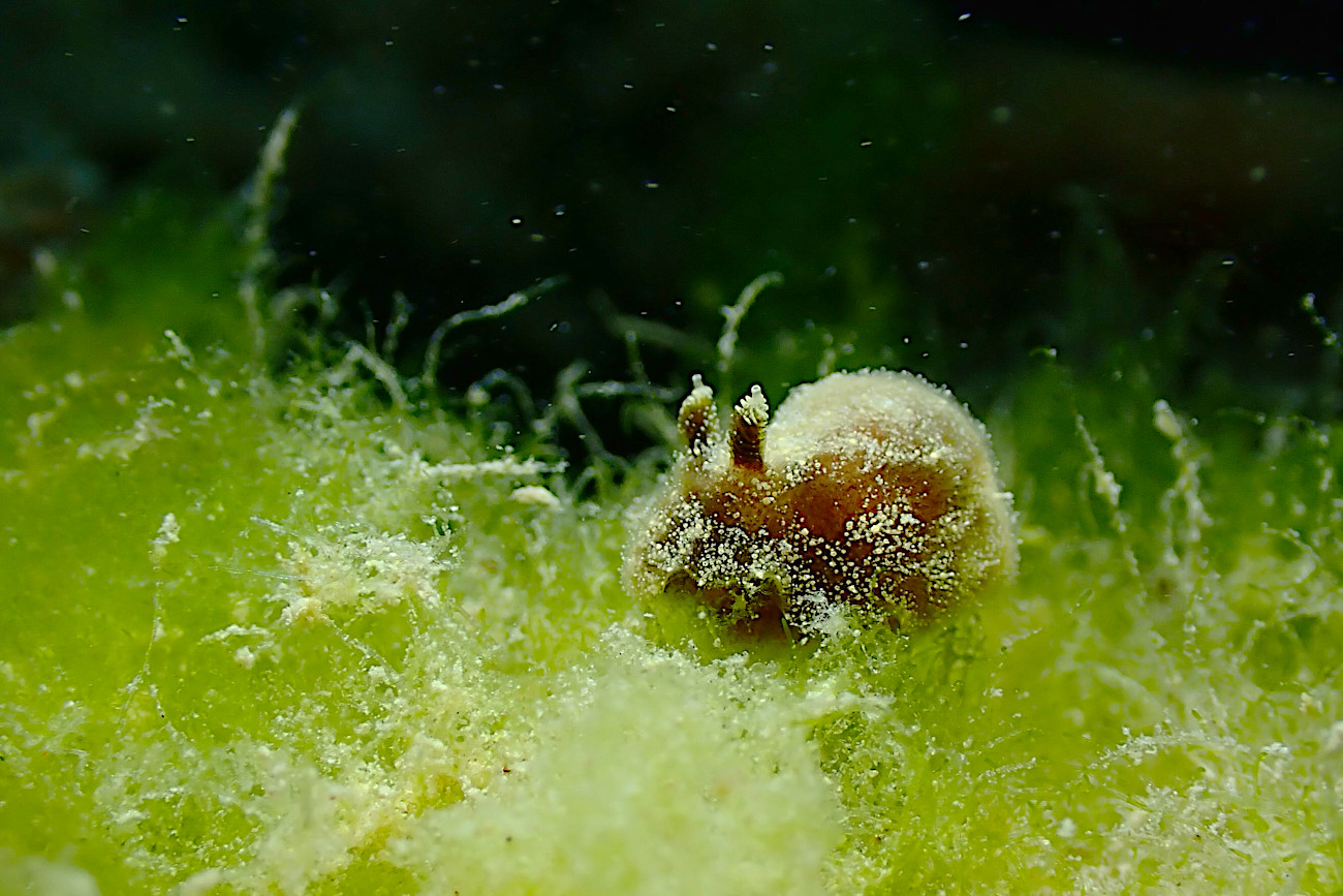 ゴマフビロードウミウシ属の一種1