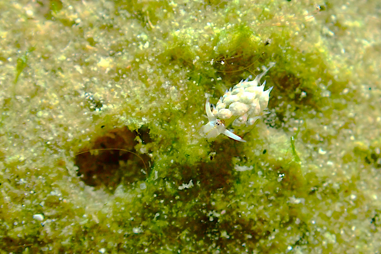 テングモウミウシ