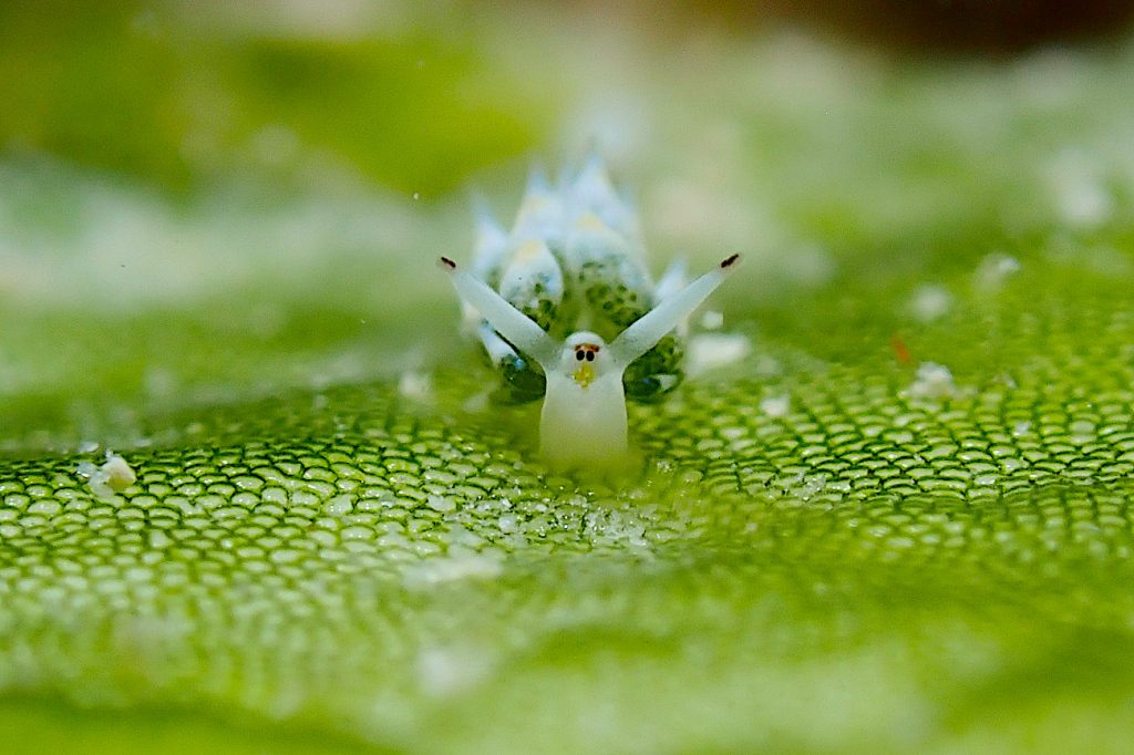 コスタシエッラ・ベガエ