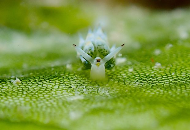 コスタシエッラ・ベガエ