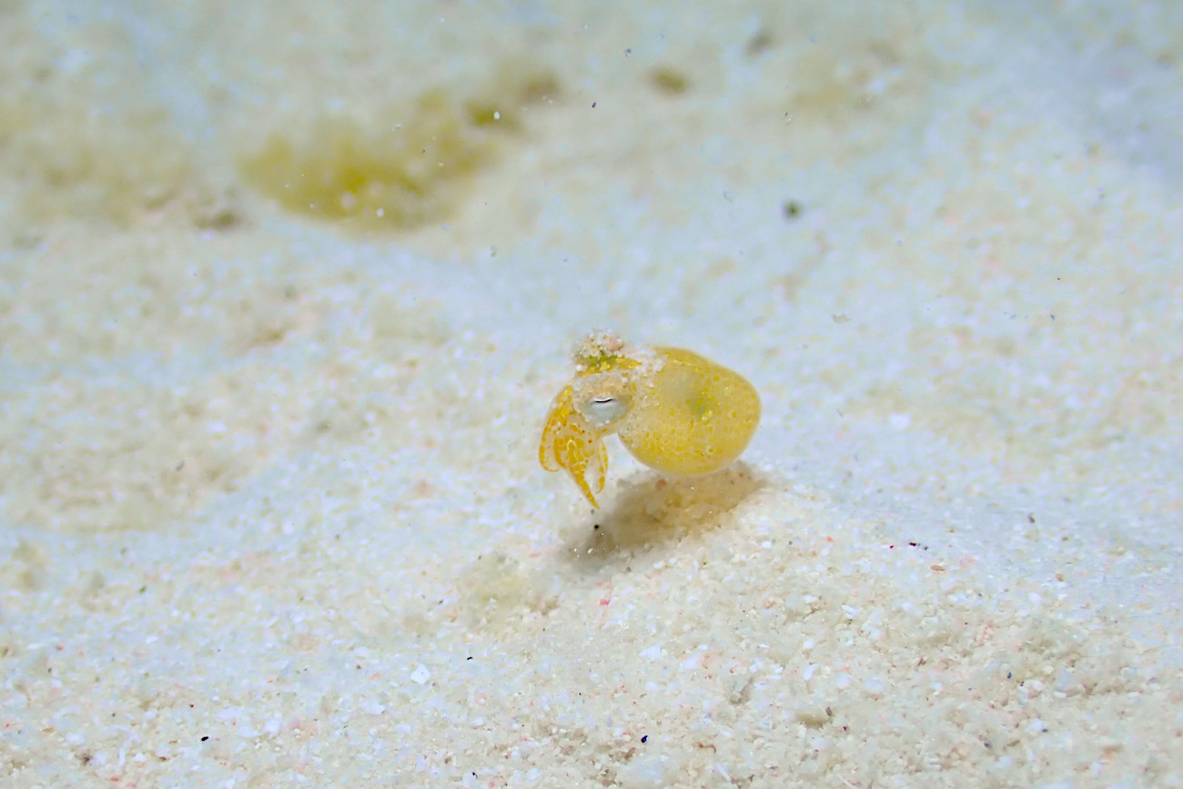 ミミイカダマシ