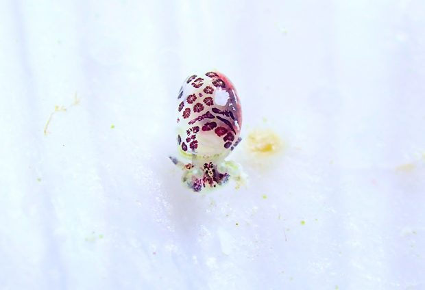 ブドウガイ科の一種５