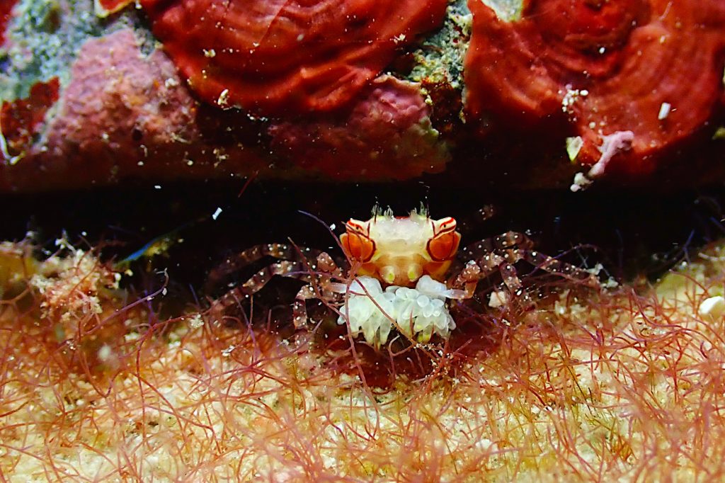 キンチャクガニ