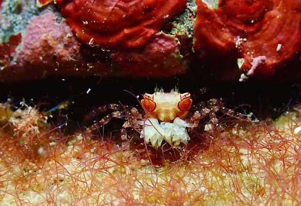 キンチャクガニ