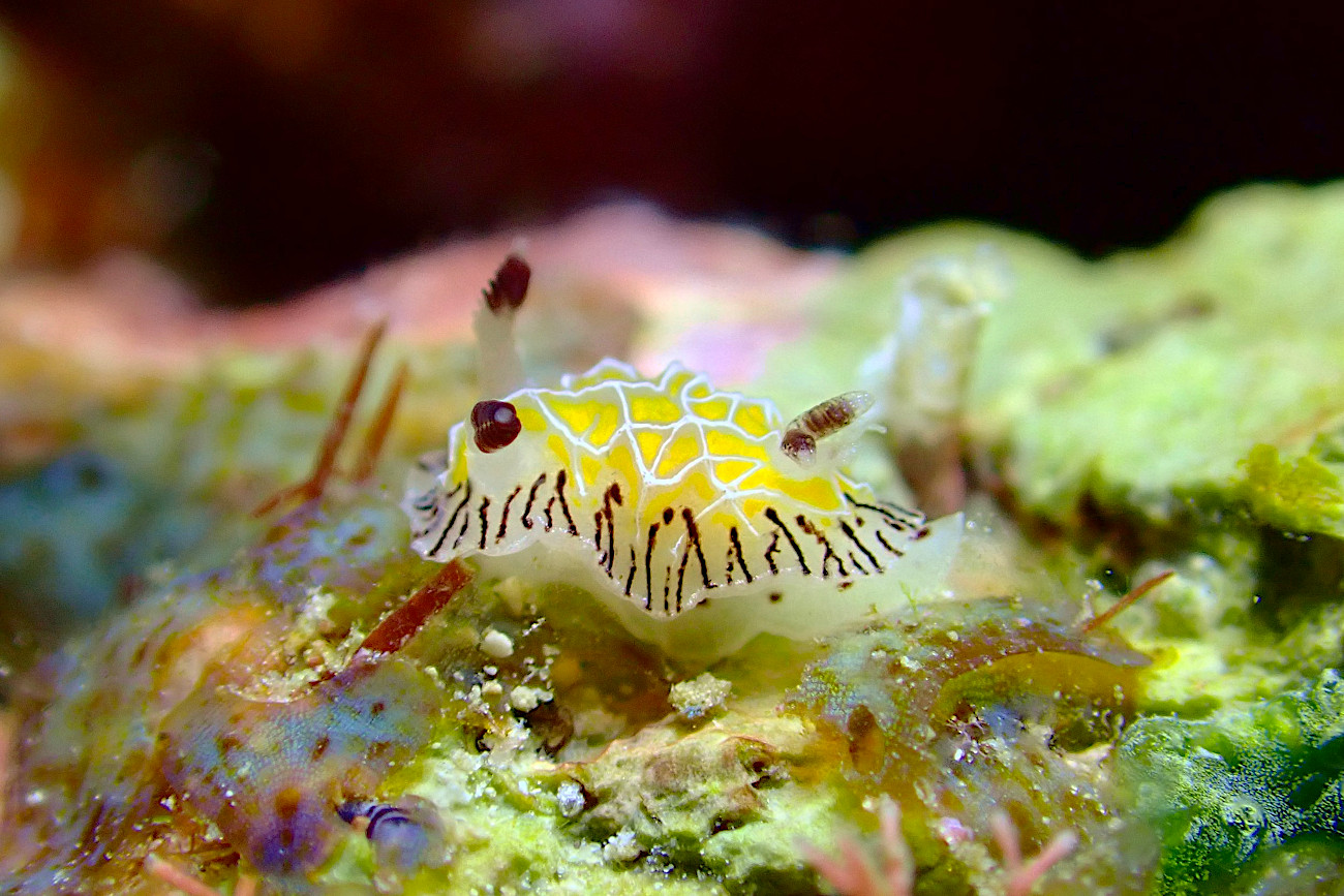 シロスジヒオドシウミウシ