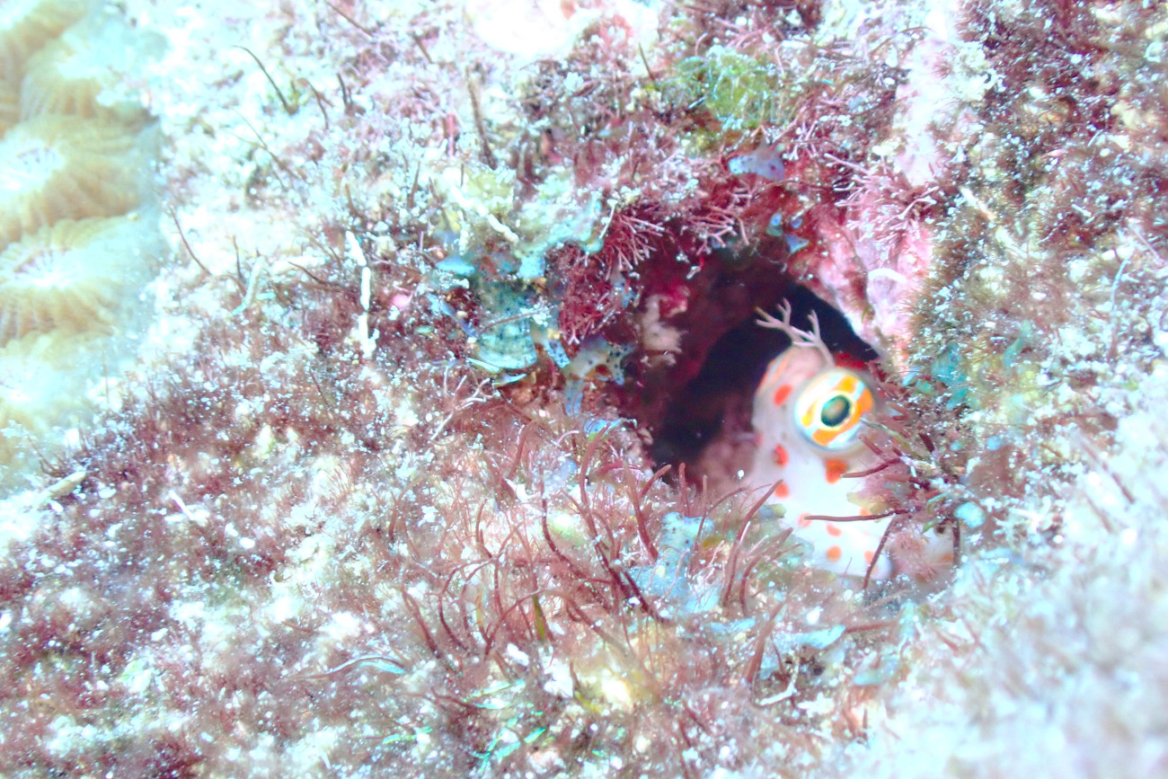 モンツキカエルウオ