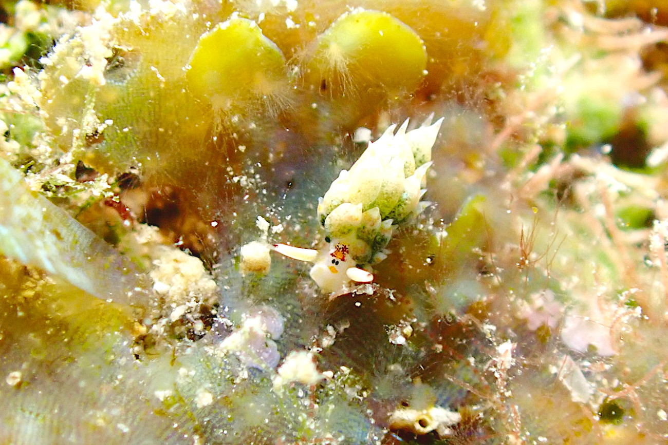 コスタシエッラ・ベガエ