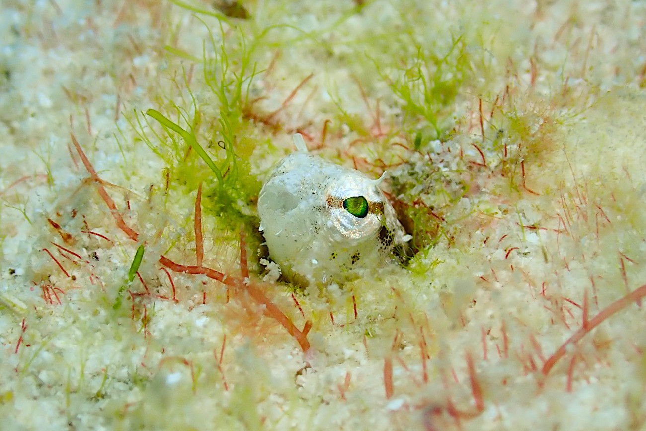 ハタタテギンポ幼魚