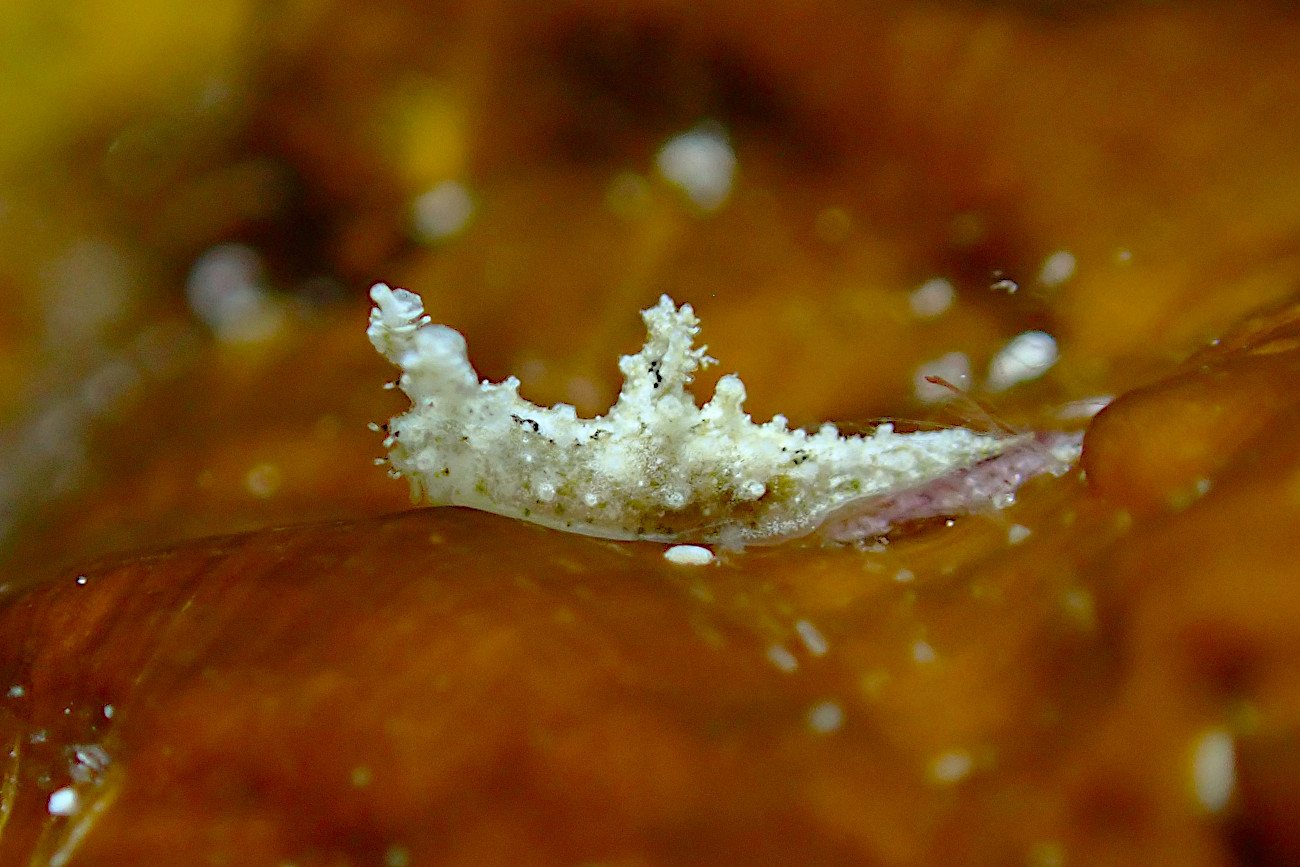 オウカンウミウシ