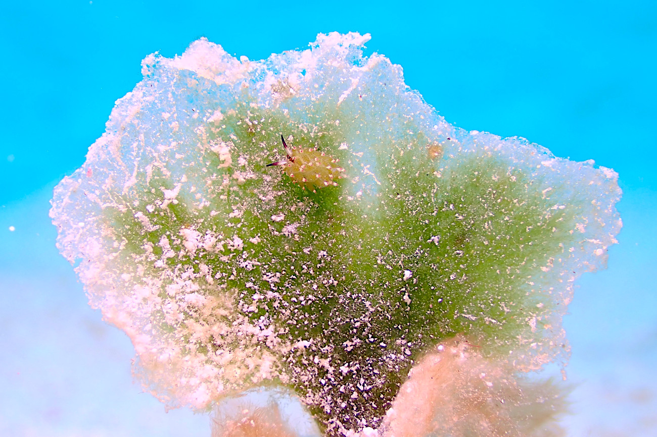 クサイロモウミウシ