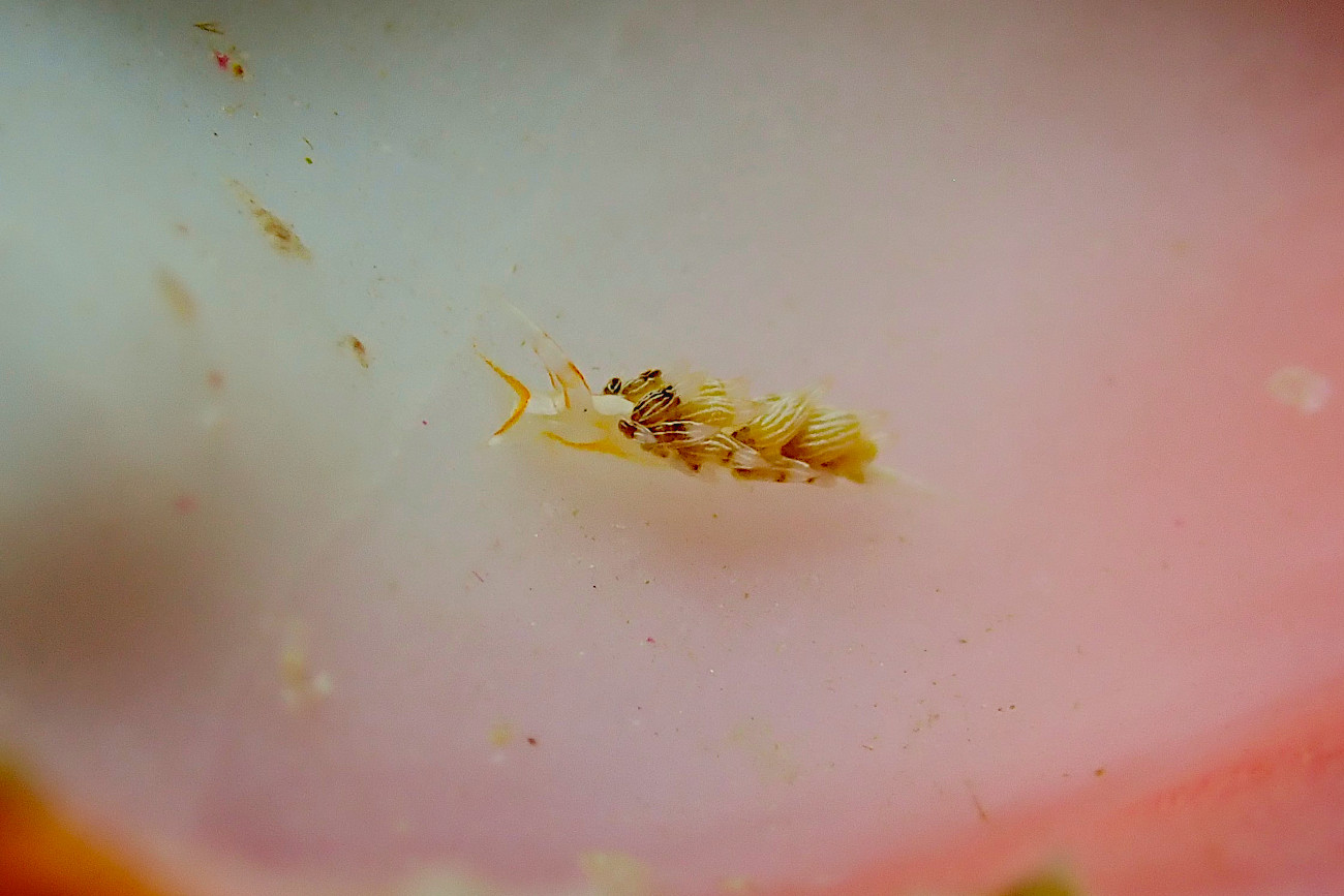 キンスジミノウミウシ