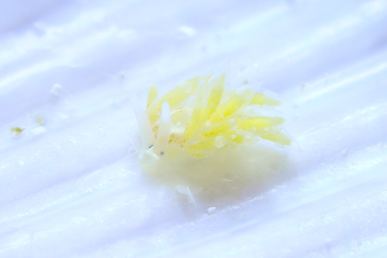 スナチゴミノウミウシ