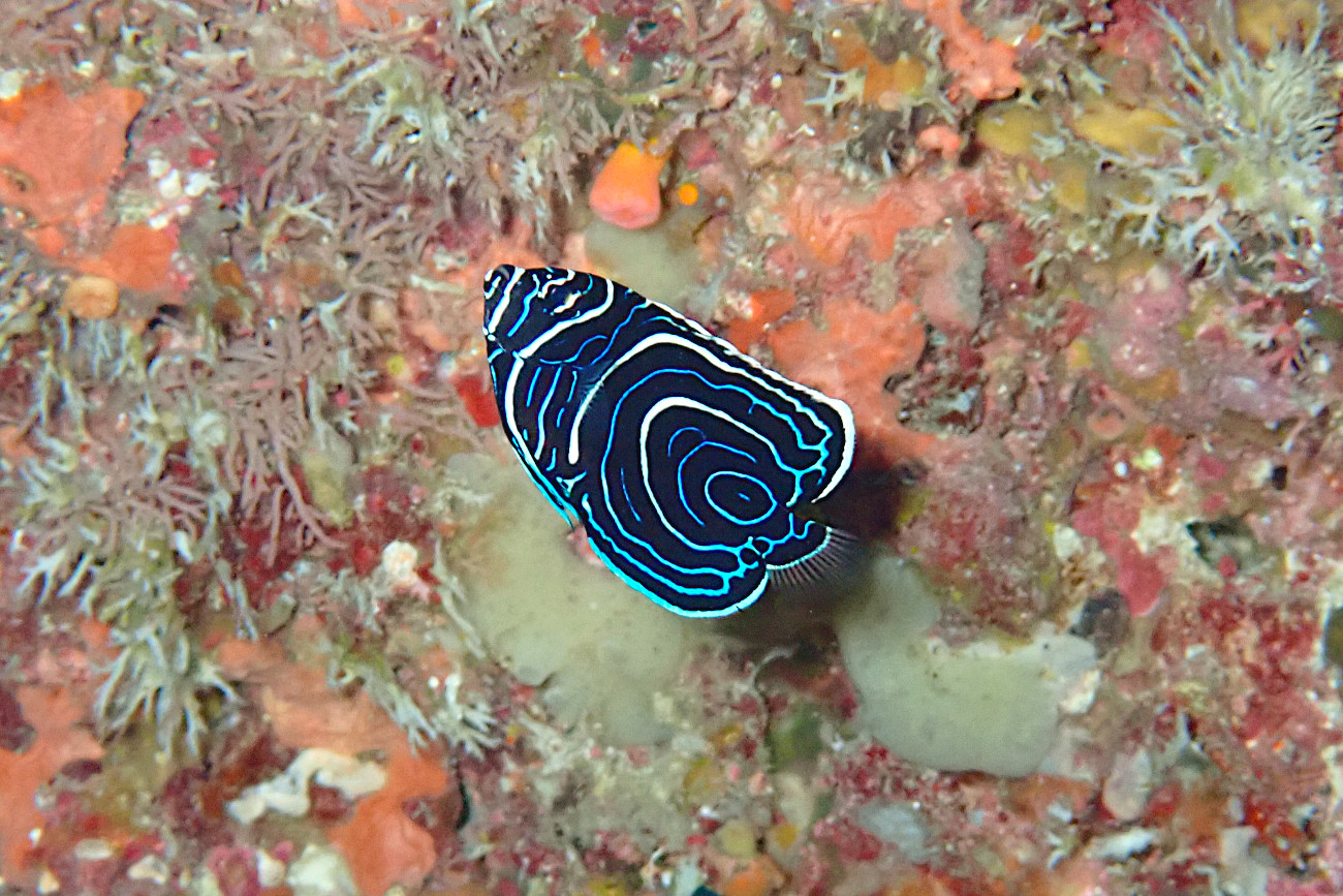 タテジマキンチャクダイの幼魚