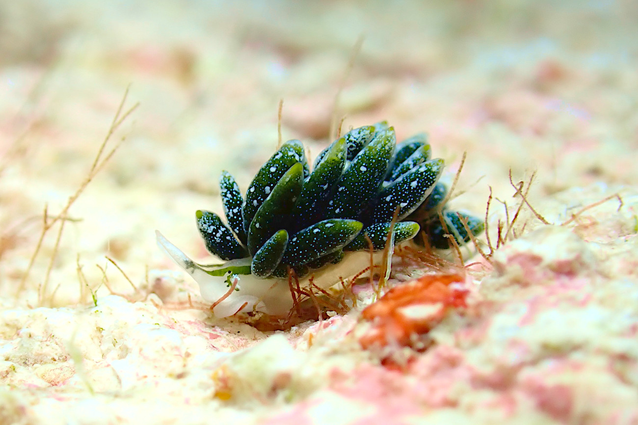 フタスジアオモウミウシ